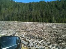 Flooded reservoir that killed a bunch of trees. Kind of a waste...