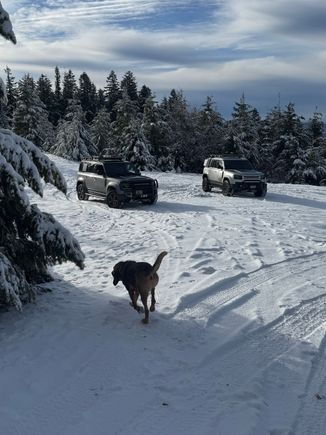 Bloodhound enjoying it