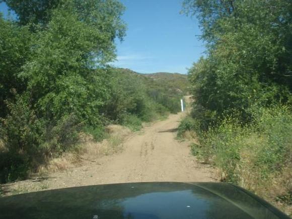 tree lined dirt roads