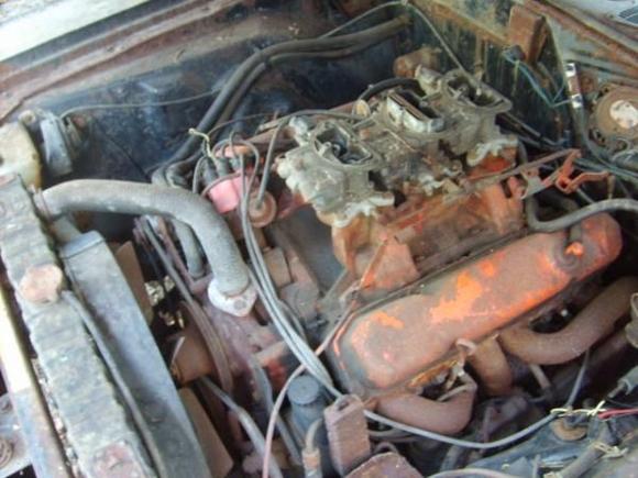 After Possum Jerkey &amp; leaf removal