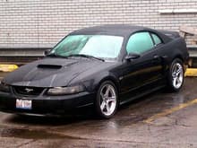 Stang Before 03 Cobra Bumper And Tints