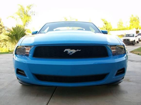 Mustang 0031