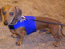 My little guy at the National Weiner Dog Races