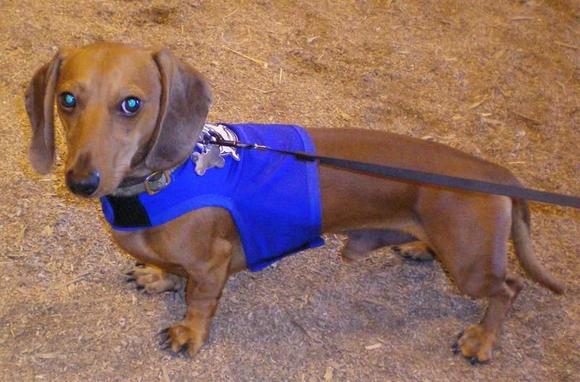 My little guy at the National Weiner Dog Races