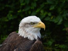 American Eagle.