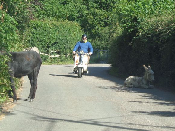 Donkeys, ponies and cattle is something we are used to in our area!