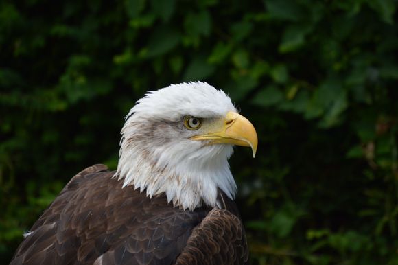 American Eagle.