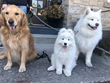 The three doggos ready for a walk.