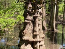 Large cypress trees in the Big Thicket Preserve in east Texas