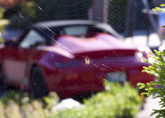 Reason number one: mothballing the car does not prevent spiderwebs.