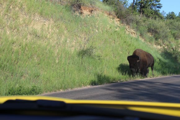 Custer State Park, while driving through a Bison charged the driver's side and veered off at the last second passing directly behind us...scary