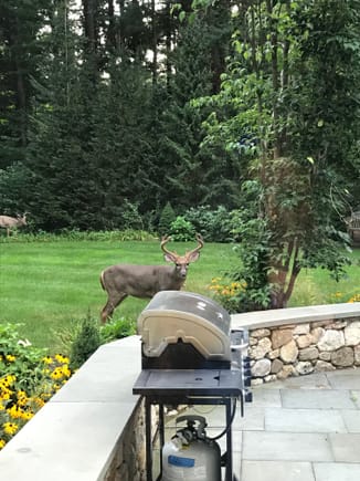 It's deer season, look twice!
