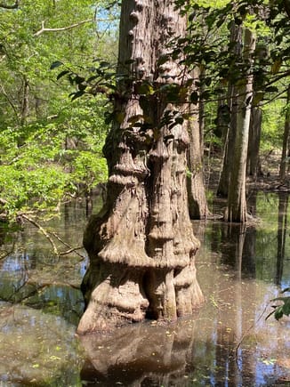 Large cypress trees in the Big Thicket Preserve in east Texas