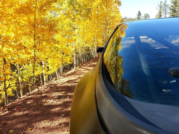 aspen trees