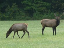 Male and female elk on the NC side of the national park