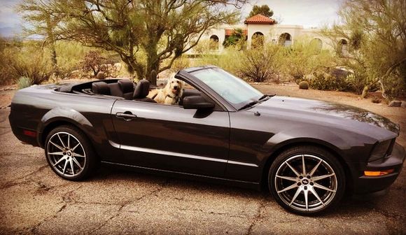 My dog's new ride.