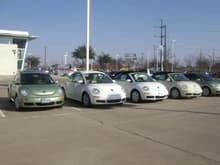 all the pretty beetles