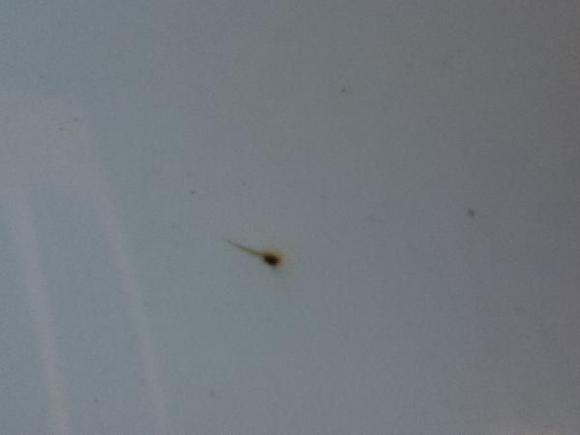 Little tiny rust spot, lots of these on my car