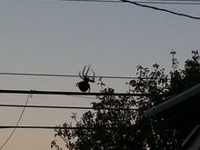 sick spider my son pointed out.in Lomita ca