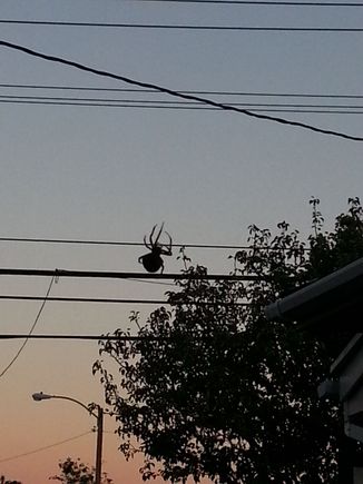 sick spider my son pointed out.in Lomita ca