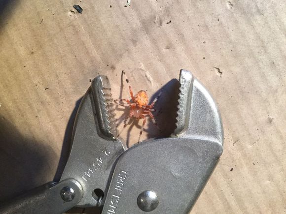 This is a large vice grip!