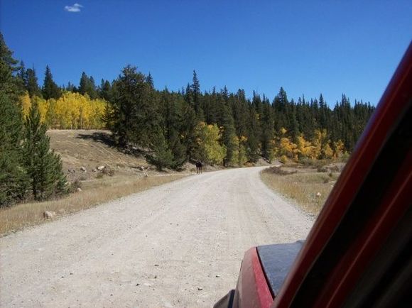 Moose on the forest road west of Alma Co.