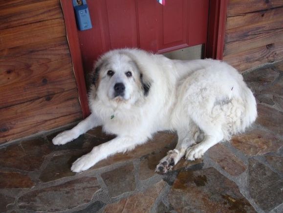 Dopey... my dog growing up... RIP