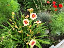 These day lilies are thriving 
