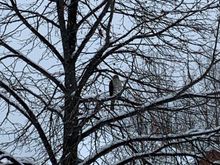 It sat in this tree in front of our house for several hours.