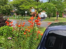 The rain Really opened up the blooms 
