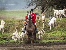 These hounds will find one, then pee in the tires!! Cheerio!!!