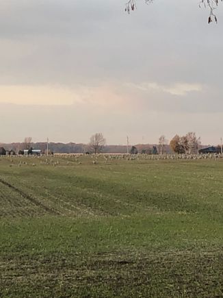 There were hundreds of them