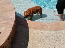 During the home inspection this morning we had to leave the house, so we went to Torrey's oldest brother's place and turbo took a swim.