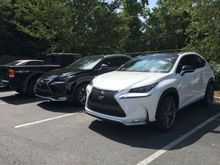 P3GASUS and his new obsidian buddy chilling at work.