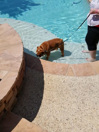 During the home inspection this morning we had to leave the house, so we went to Torrey's oldest brother's place and turbo took a swim.