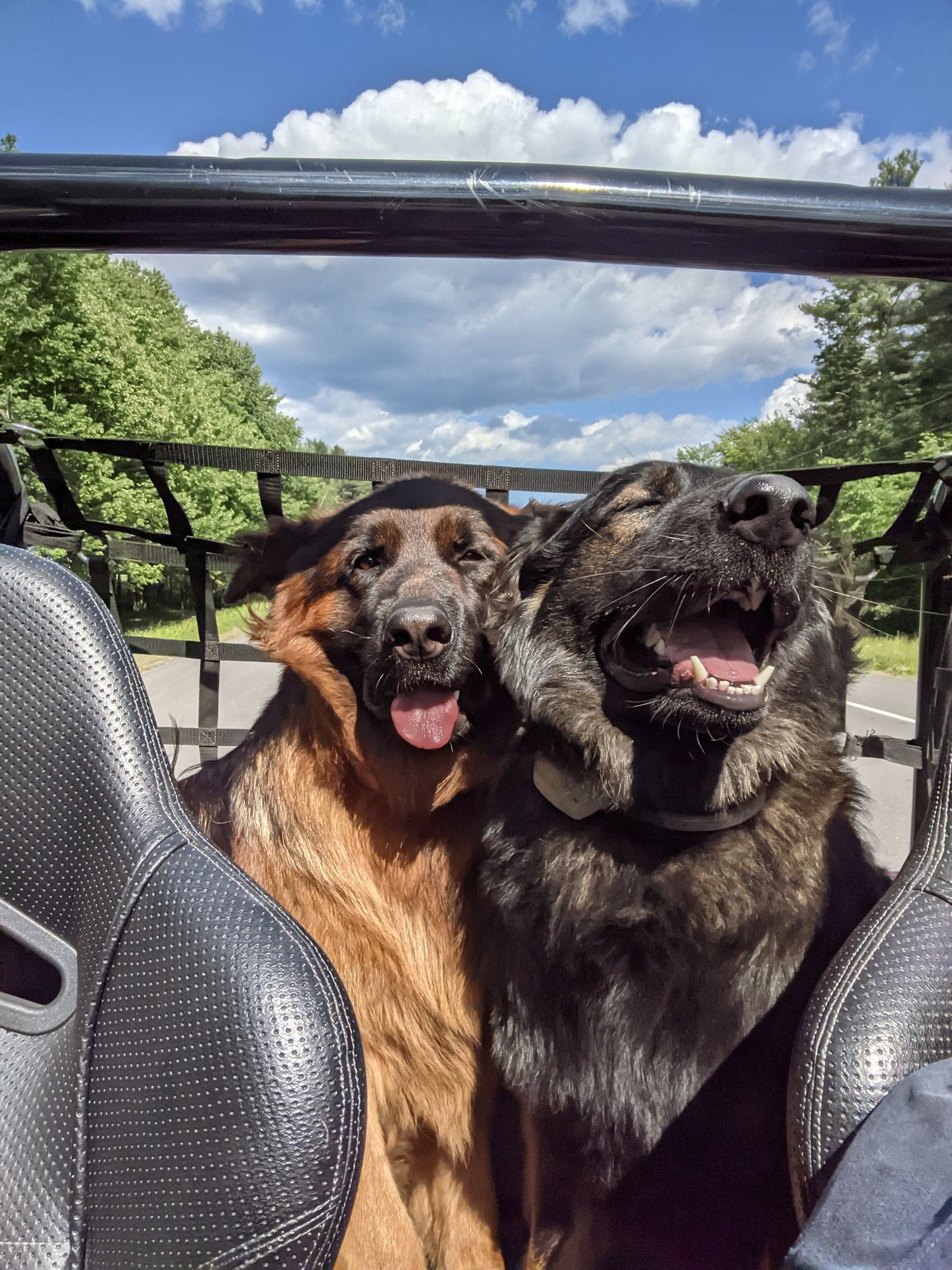 Dogs and Corvettes Page 2 CorvetteForum Chevrolet Corvette Forum Discussion