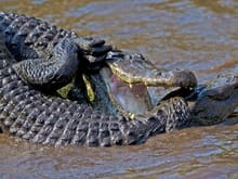 Feuding gators