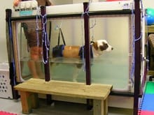 Harvey in Rehab (treadmill in water) after losing use of only back leg (Aug 08)