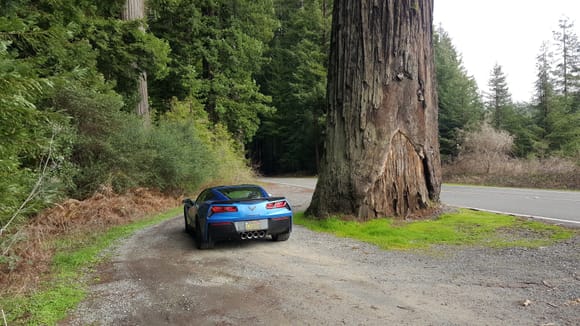 Redwood tree is wider than my vette