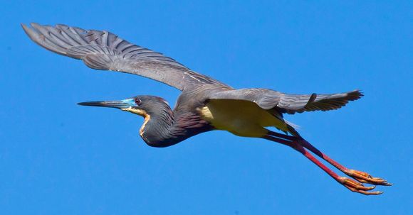 Tricolor Heron