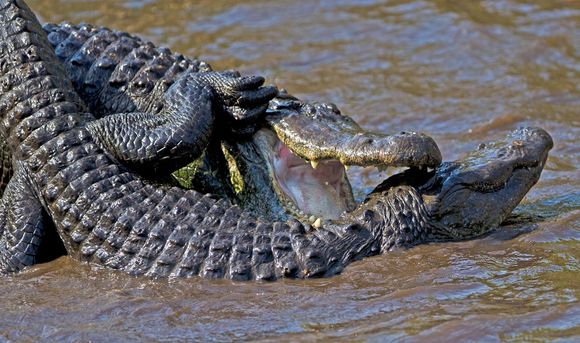 Feuding gators