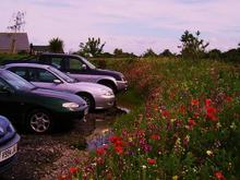 More of my wildflowers at Highfield