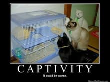 Captivity