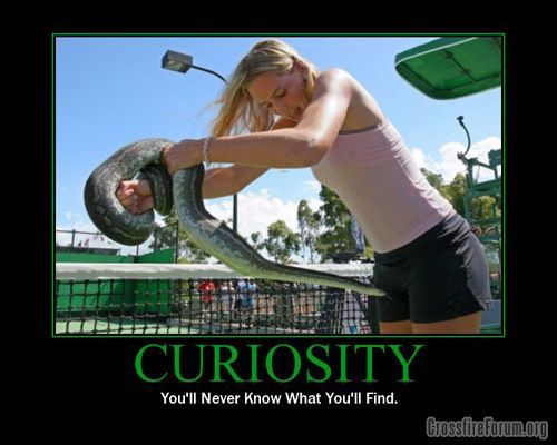 curiosity