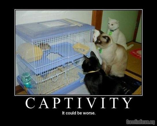 Captivity