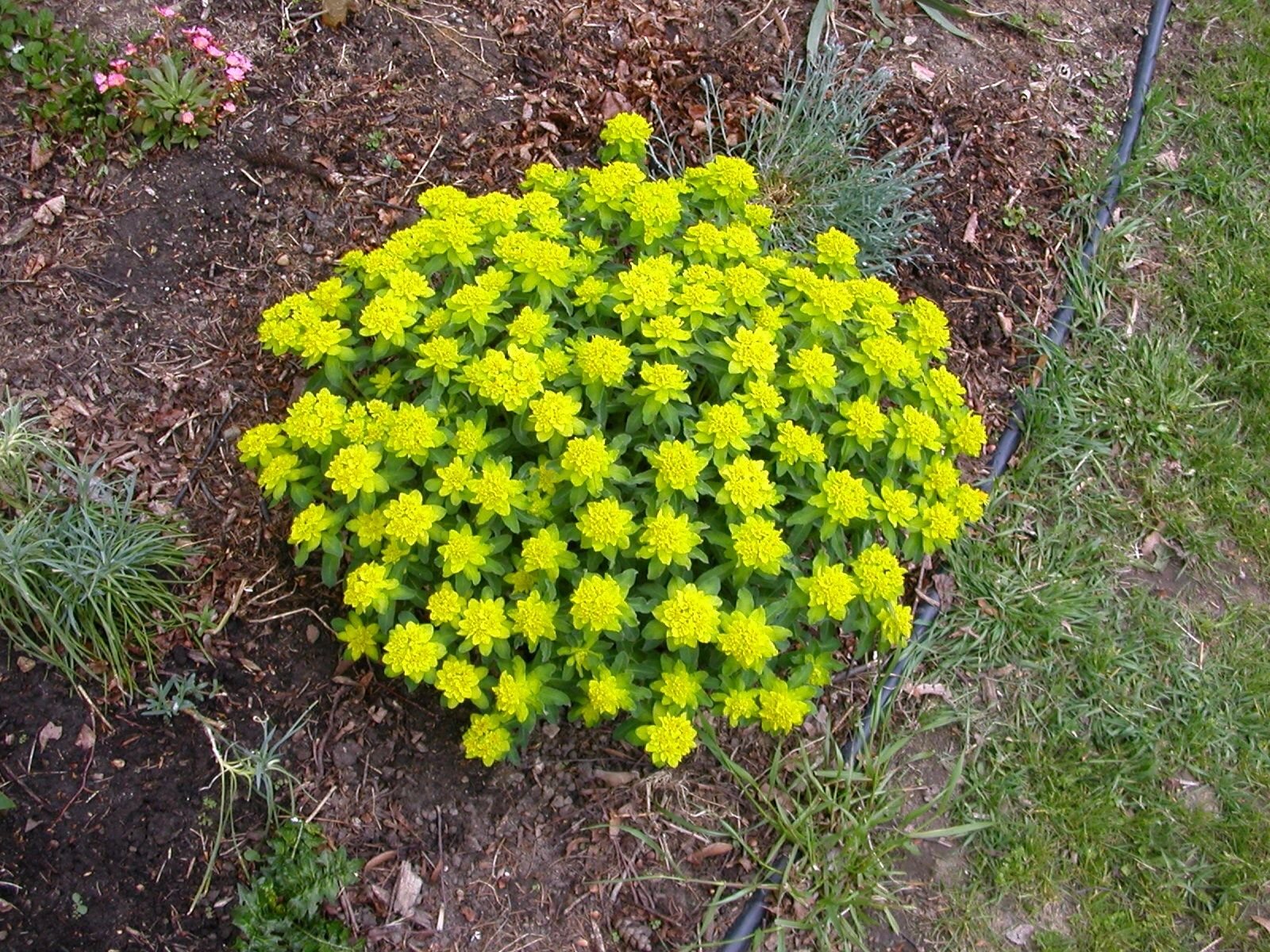 Cushion spurge 4- 12 in high.... photo by barnlpo01 on Garden Showcase