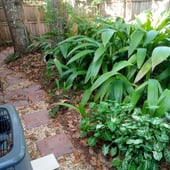 This is another path leading from the front gate to the patio.  Florida palm grass proliferates here, alongside some arrowhead syngonium.