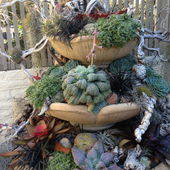 succulent arrangement