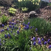 Muscari, daffodils, hosta and turtle in woodland garden