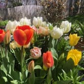 Tulips in Container on Patio